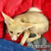 baby_pale_fox_3-510x510-1.jpg