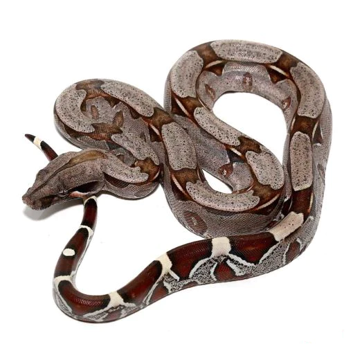 baby_suriname_boa_3-510x510ok_1800x1800