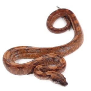 babyhypobloodboa-510x510-1