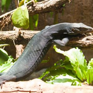 black-dragon-water-monitor-for-sale