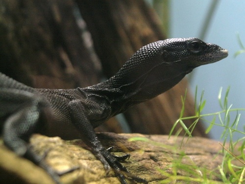 black-tree-monitor-for-sale