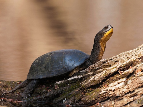blandings-turtle-for-sale Blandings Turtle for Sale