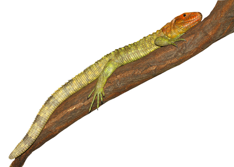 caiman-lizard-for-sale