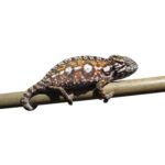 carpet-chameleon-for-sale (1)