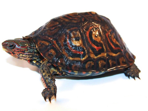 central-american-ornate-wood-turtle-for-sale