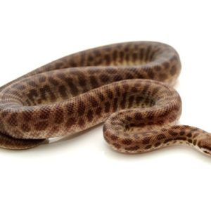 Children's Pythons for Sale