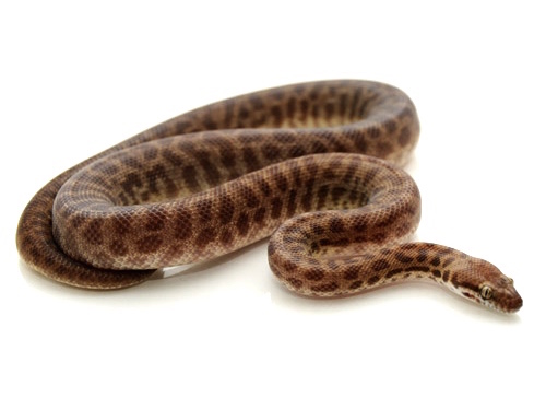 Children's Pythons for Sale