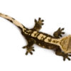 crested-gecko-for-sale Crested Gecko for Sale