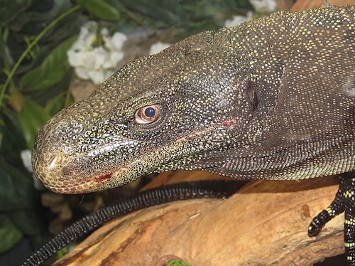 crocodile-monitor-for-sale