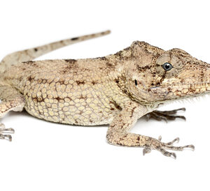 cuban-false-chameleon-for-sale
