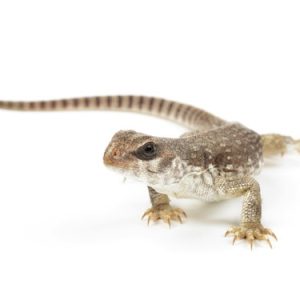 Desert Iguana for Sale