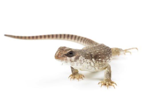 desert-iguana-for-sale