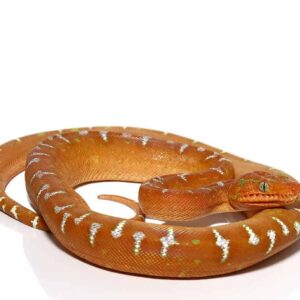 Red Emerald Tree Boa for Sale