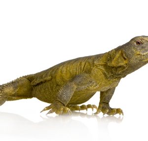 Egyptian Uromastyx for Sale