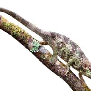 Elephant Eared Chameleon for Sale