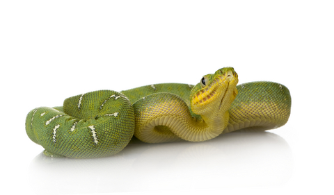 Emerald Tree Boa for Sale