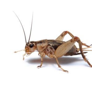 Crickets for Sale - Quantity 1000