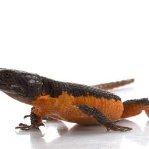Flame Belly Girdle Tail Lizard for Sale