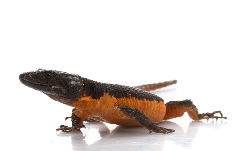 flame-belly-girdle-tail-lizard-for-sale