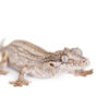 gargoyle-gecko-for-sale