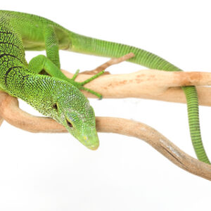Green Tree Monitor Lizard