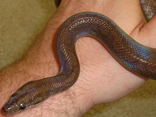 guyana-rainbow-boa-for-sale