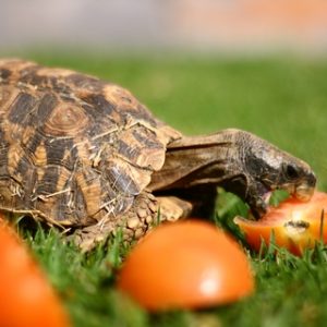 Home's Hingeback Tortoise for Sale