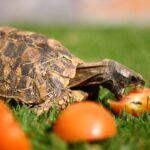 homes-hingeback-tortoise-for-sale