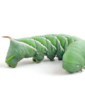 HornWorms for Sale - Quantity 15