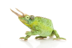 jacksons-chameleon-for-sale