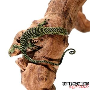 kordensis_monitor3-510x510-1.jpg