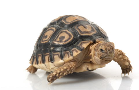 leopard-tortoise-for-sale