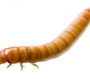 Mealworms for Sale 200 large