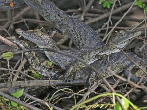 morelets-crocodile-for-sale