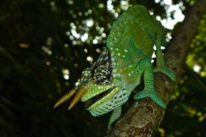 mountain-horned-chameleon-for-sale Two Horned Chameleon for Sale