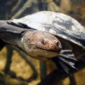 new-guinea-sideneck-turtle-for-sale