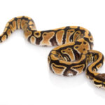 Ball Python