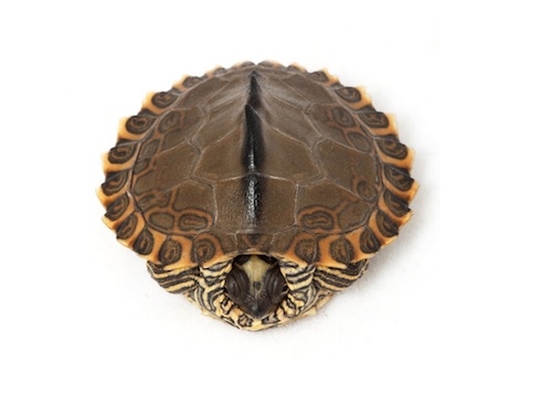 pearl-river-map-turtle-for-sale