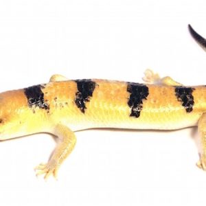 Peters Banded Skink for Sale