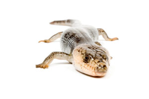 pink-tongue-skink-for-sale