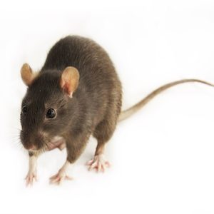 Mice for sale