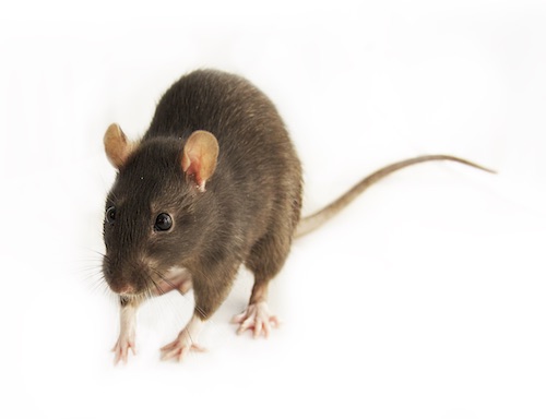 Mice for sale