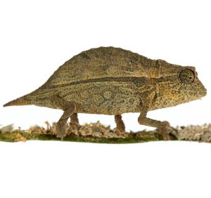 Pygmy Chameleon for Sale