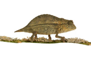 Pygmy Leaf Chameleon