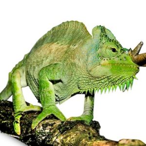 Four Horned Chameleon for Sale