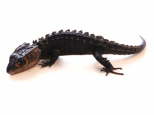 red-eye-crocodile-skink-for-sale