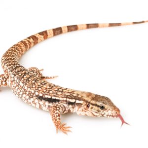 Red Tegu for Sale