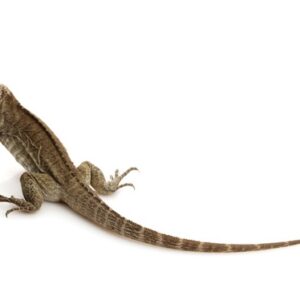 rhinoceros-iguana-for-sale