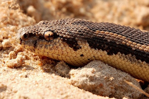 rough-scaled-sand-boa-for-sale