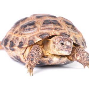Russian Tortoise For Sale